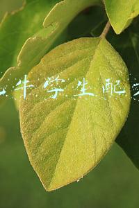 荷兰乳牛学生配方奶粉