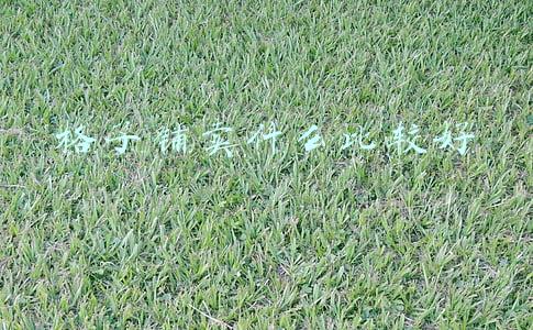 格子铺的市场前景(格子铺盘活之困调查：公司化经营与政府协调是出路)