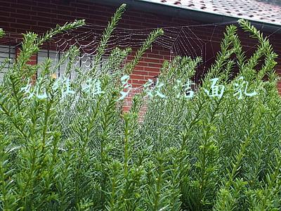 妮维雅多效洁面乳