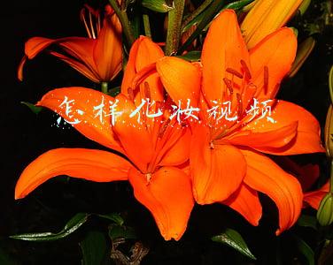 怎样化妆视频