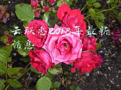 云联惠2018年最新消息