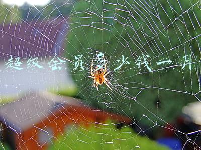 超级会员价格(谷歌Colab也搞“超级会员”，普通会员云GPU被降级，用高端得加钱)