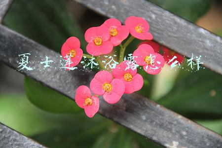 夏士莲洗发露(你还记得大明湖畔的夏士莲吗？)