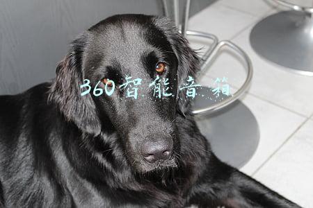 360智能音箱