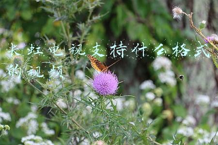 长虹电视支持什么格式的视频