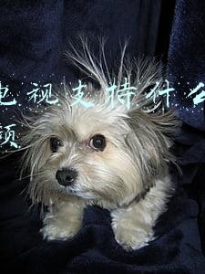 长虹电视视频怎么设置(长虹电视投屏方法分享，老电视怎么投屏？)