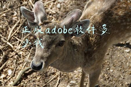 正版Adobe多少钱(PS破解版即将消失，正版售价888元一年？)