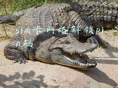 sim卡pin码锁了怎么解开(忘记PIN码，手机卡被锁，如何找回PUK码？)