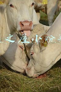 燕之屋小粉瓶燕窝含量(戳中万千少女心的燕之屋小粉瓶，究竟有何“魔力”？)