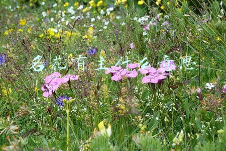 怎么表示名花有主(古代美女的88种叫法)