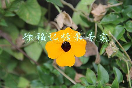 徐福记糖果专卖店天津哪里有卖的(「年货大集」“最令人信赖的牛羊肉”，全在于家务大集！民族特色烟火气中一站购物)