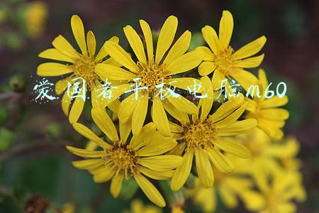 爱国者平板电脑m60