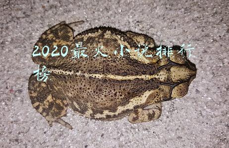 2020最火小说排行榜