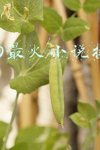 2020最火小说排行榜