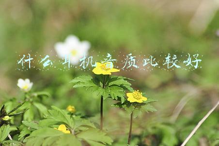 什么耳机音质比较好