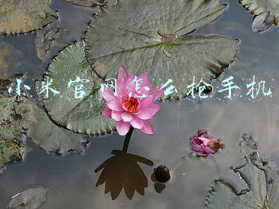 怎么抢购小米手机(米粉注意了，以后不用抢购小米手机了，官方给出了正确的购买方法)