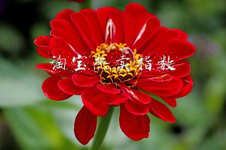 淘宝热卖指数在哪看(拼多多如何看榜单，如何通过计算得到数据进行打榜)