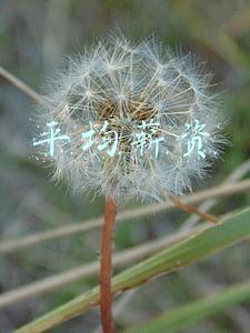 平均薪资
