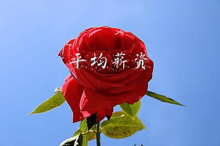 平均工资是应发工资还是实发工资(“这是真的吗”？清华大学教授“工资条”流出，实发工资惹争议)