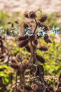 华为电脑有ie浏览器吗(IE浏览器在电脑哪里？Win10电脑自带的IE浏览器在这里)