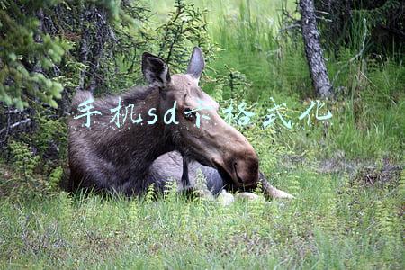 手机sd卡格式化