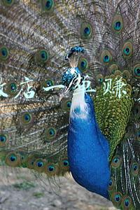 云集微店和云集是一家吗，云集微店是正规平台吗
