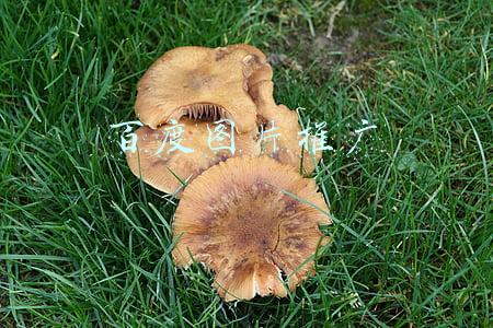 百度图片推广找哪家(临宏柏分享百度免费做推广，自媒体文章收录最好的平台是这几个)