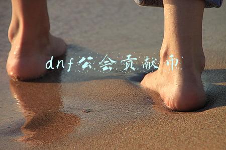 dnf公会贡献币