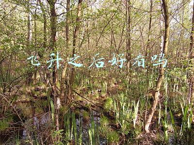 飞升之后好看吗知乎(几本看完后还意犹未尽的仙侠小说，本本精品，值得反复看多遍)