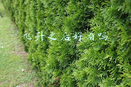 《飞升之后》(《飞升之后》，评分高达9.3，一代人的回忆经典（第18期）)