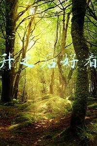 飞升之后 皇甫奇(《飞升之后》皇甫奇 著)