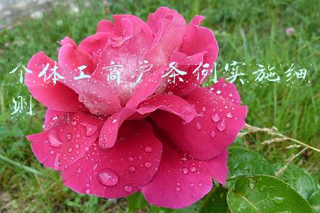 个体工商户条例实施细则百度百科(个体工商户知多少？)
