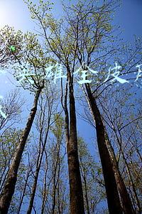lol英雄联盟皮肤大全(LOL全系列皮肤整理，咱们也把皮肤归归类！)