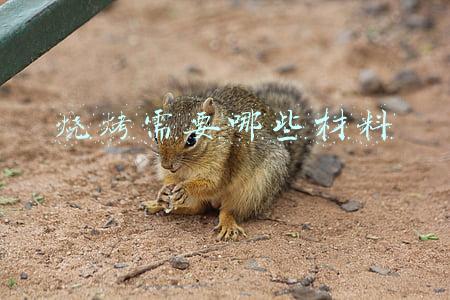 烧烤需要哪些材料