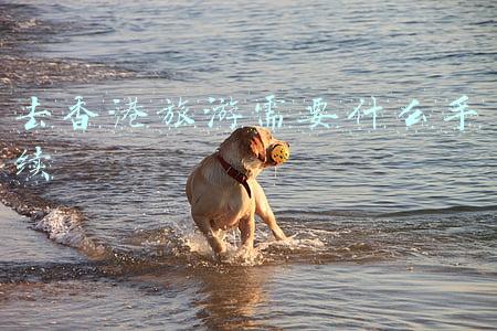 去香港旅游需要什么手续