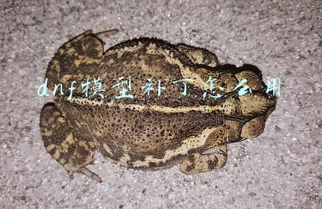 dnf模型补丁怎么用