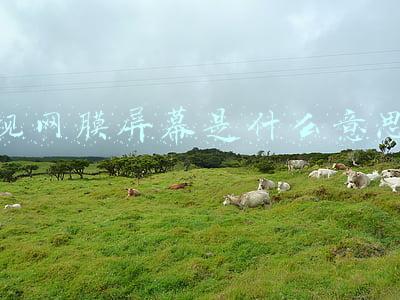 2ke5超视网膜屏幕是什么意思(全感操控探无止境，vivo iQOO 9系列发布)