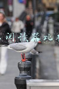 看网络小说用什么阅读器比较好(8年kindle老粉详述：除了kindle还有什么好用的电子书阅读器？)