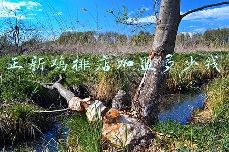 正新鸡排多少钱一份;正新鸡排多少钱一份儿?