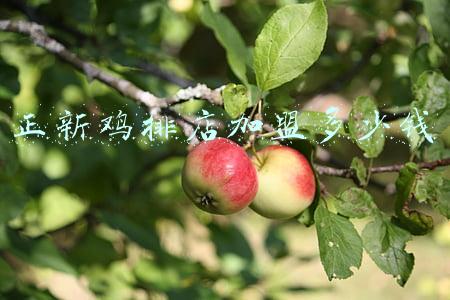 正新鸡排全国有多少家-正新鸡排全国多少家店
