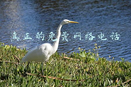 真正的免费网络电话 真正的免费网络电话