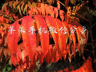 苹果手机微信分身版ios下载(一部手机两个微信，并不是每个人都用过)