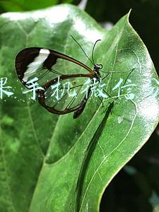 苹果手机微信分身免费(iPhone免越狱安装 微信分身版来啦｜机哥教程)