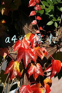 a4纸像素