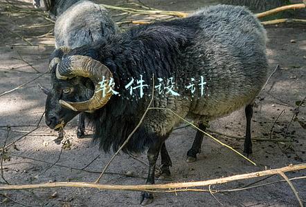 软件设计需要学什么(软件开发需要学什么专业？)