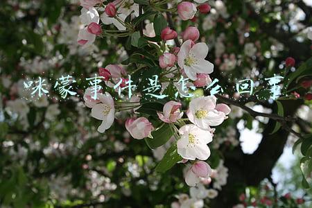 咪蒙事件是怎么回事知乎(咪蒙被“全网封杀”，千万粉丝都去哪了？)