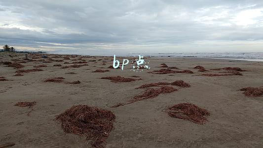 bp点是什么意思(利率中的BP是什么意思？)