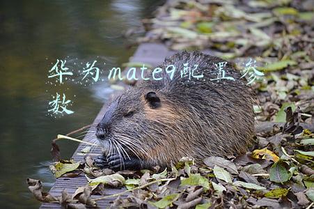 华为mate9配置参数