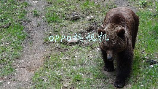 oppo旗舰机和vivo旗舰机哪个好(相同的价格买小米还是买OPPO或VIVO，网友说出真心话)