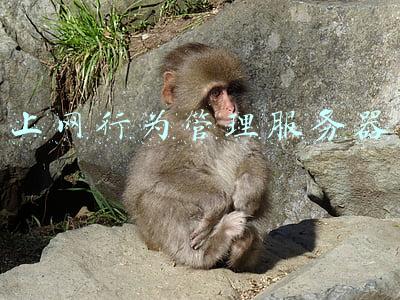 上网行为管理器有啥用(无线连接一切 信锐引领下一代企业无线)